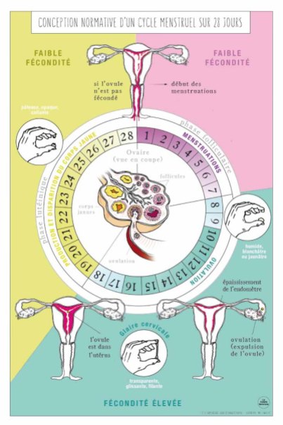 Conception normative d'un cycle menstruel sur 28 jours